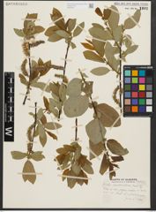 Foto von Salix pseudomonticola C. R. Ball